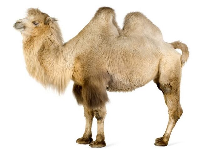 Η καμήλα και το στομάχι του για αύξηση της ισχύος
